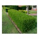 Fidan & Peyzaj - Şimşir (2 Yaş / Buxus sempervirens)