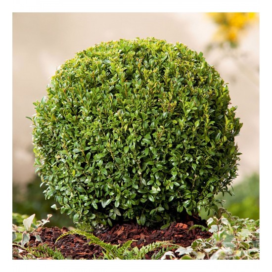 Fidan & Peyzaj - Şimşir (2 Yaş / Buxus sempervirens)