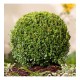 Fidan & Peyzaj - Şimşir (2 Yaş / Buxus sempervirens)