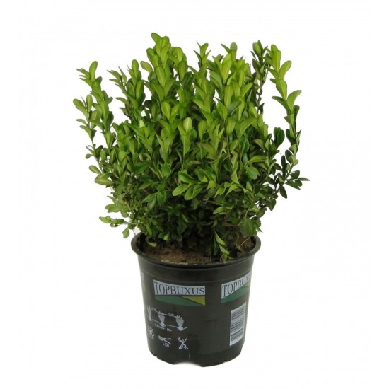 Fidan & Peyzaj - Şimşir (2 Yaş / Buxus sempervirens)
