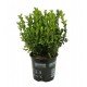 Fidan & Peyzaj - Şimşir (2 Yaş / Buxus sempervirens)