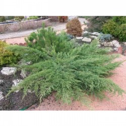 Fidan & Peyzaj - Sabin Ardıcı / 2 Yaş / (Juniperus sabina)