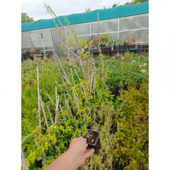 Fidan & Peyzaj - Kurt Üzümü Fidanı (1 Yaş / Tüplü)